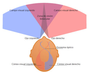 Estudio de campos visuales